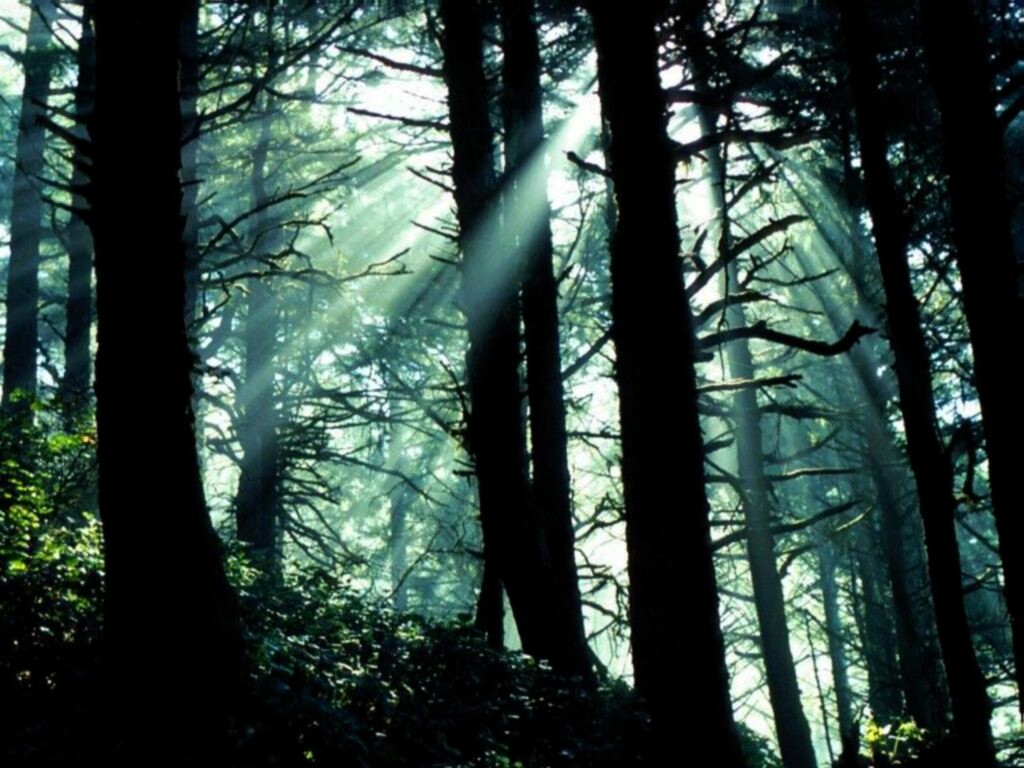 Forêt Sombre
