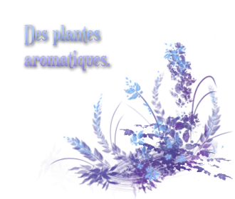 Aventures - Cendres + Libre Plantes-aromatiques